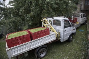 trasporto olive